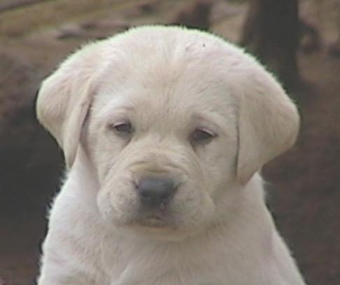 white english lab puppies for sale
