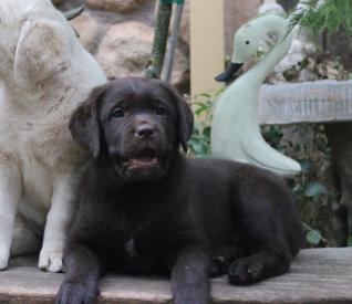 black labrador puppy