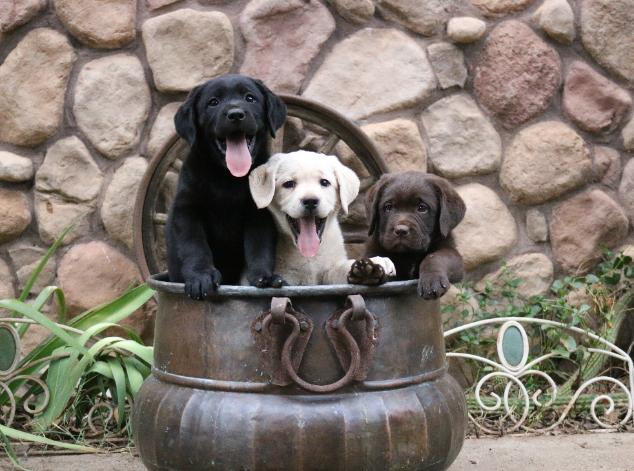 English Labrador Puppies For Sale